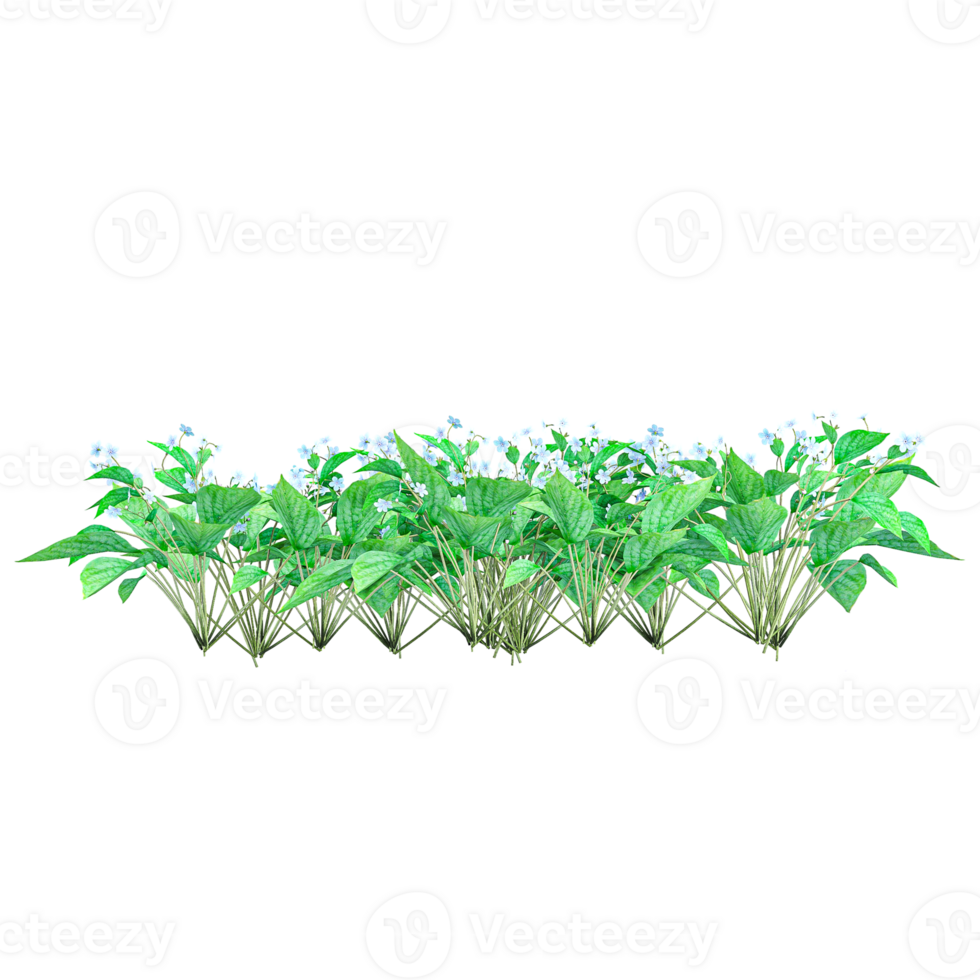 collection of Plantain lilies plants with realistic style from top view png