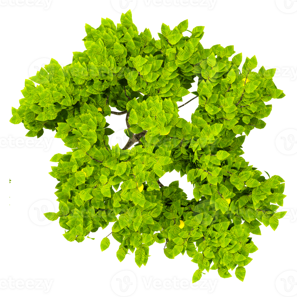 green Maple tree isolated on transparent Canvas from the top view png