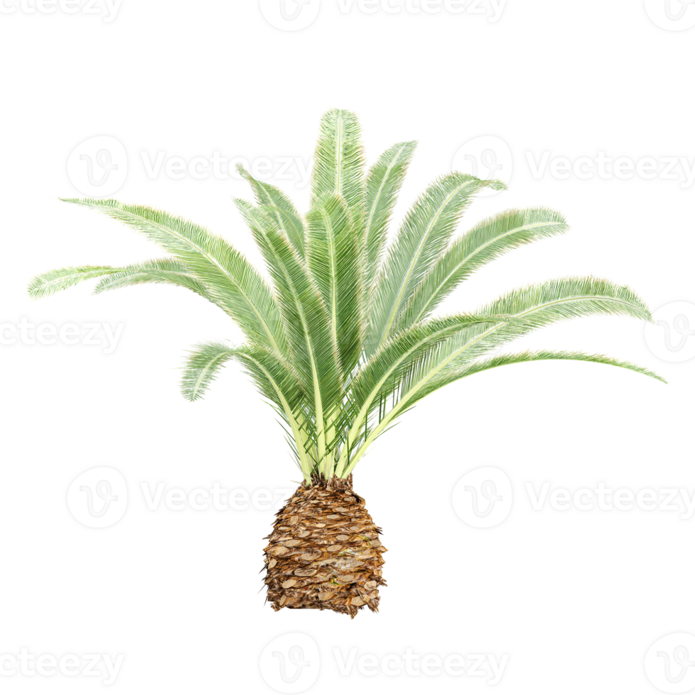 3d illustration of Sago palm isolated on transparent canvas png