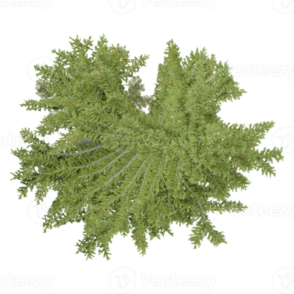 3d illustration of Mugworts tree isolated on transparent canvas png
