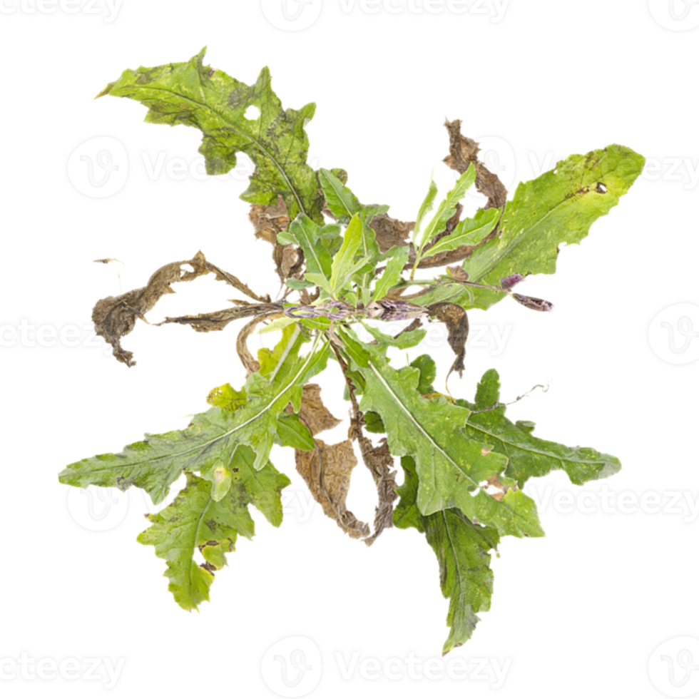 3d illustration of wild radish species flower plants isolated on transparent canvas from top view png