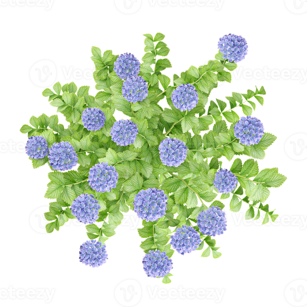 Hydrangea macrophylla plants isolated on transparent Canvas from the top view png