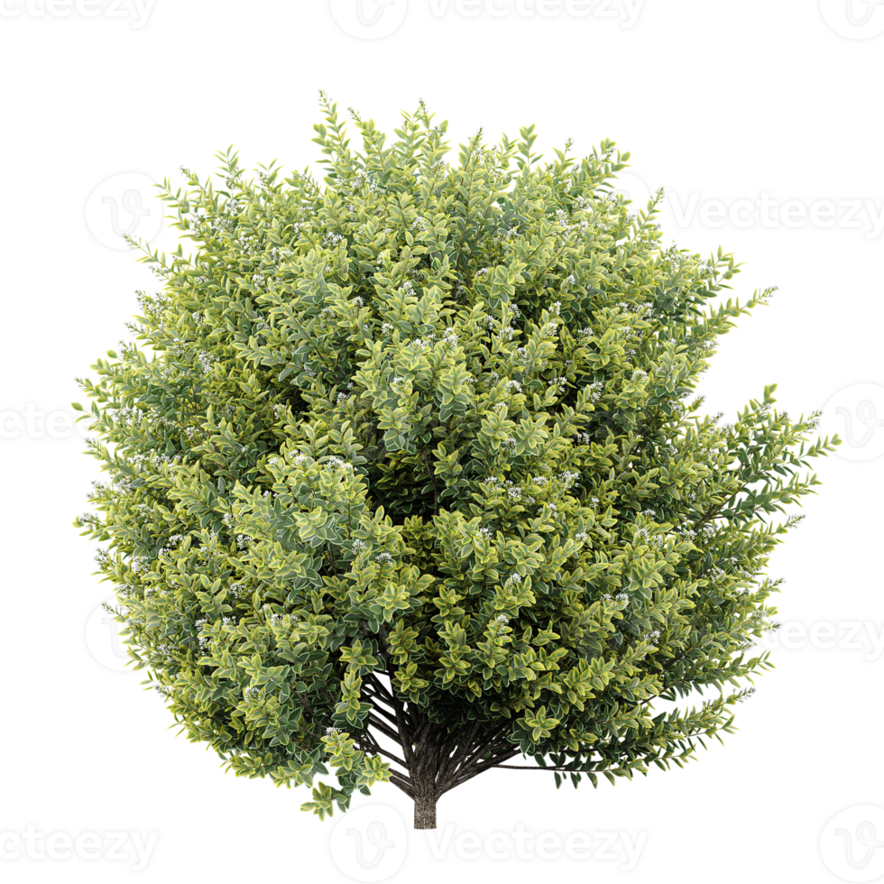 tree on transparent background png