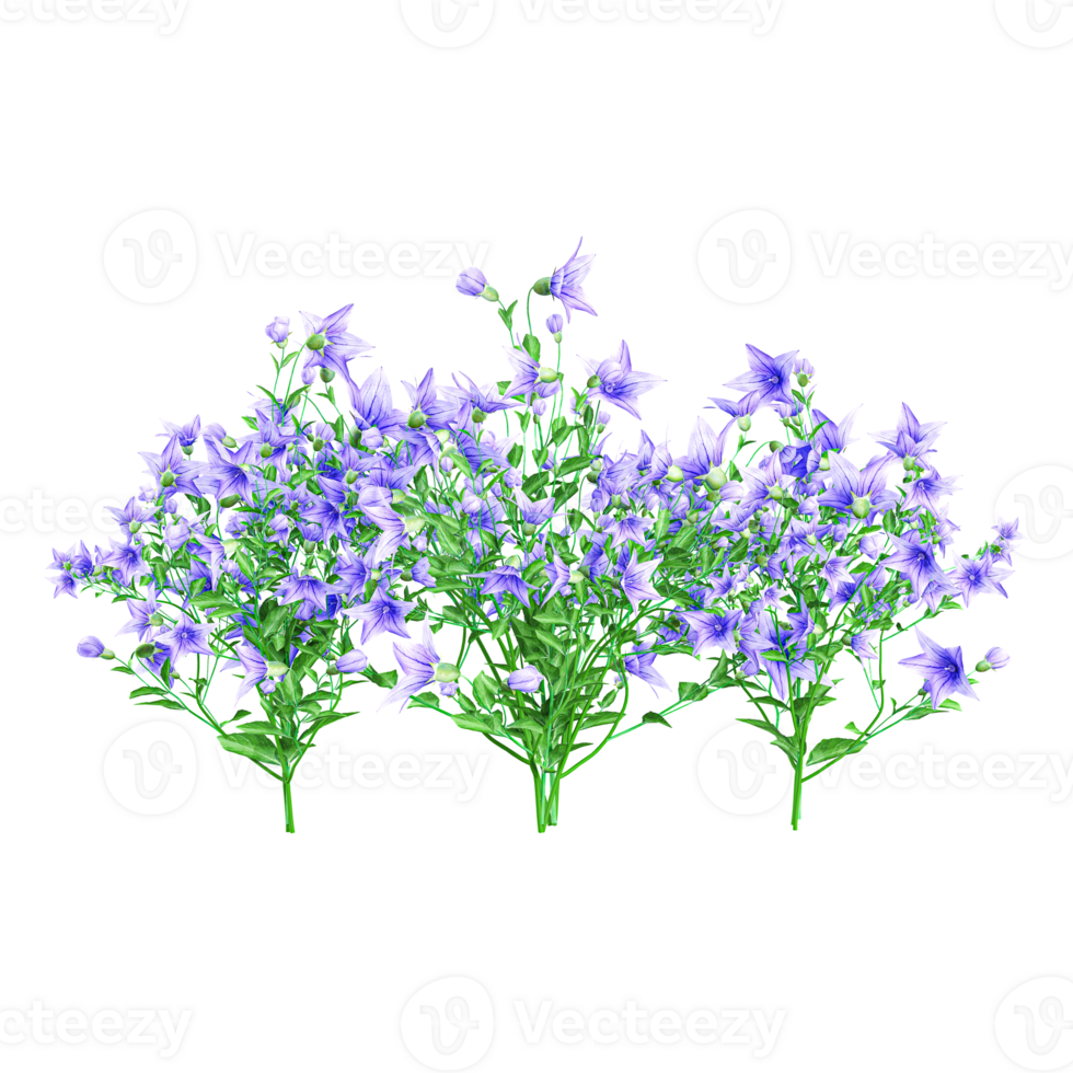 3d illustration of Campanula patula plants isolated on transparent canvas png