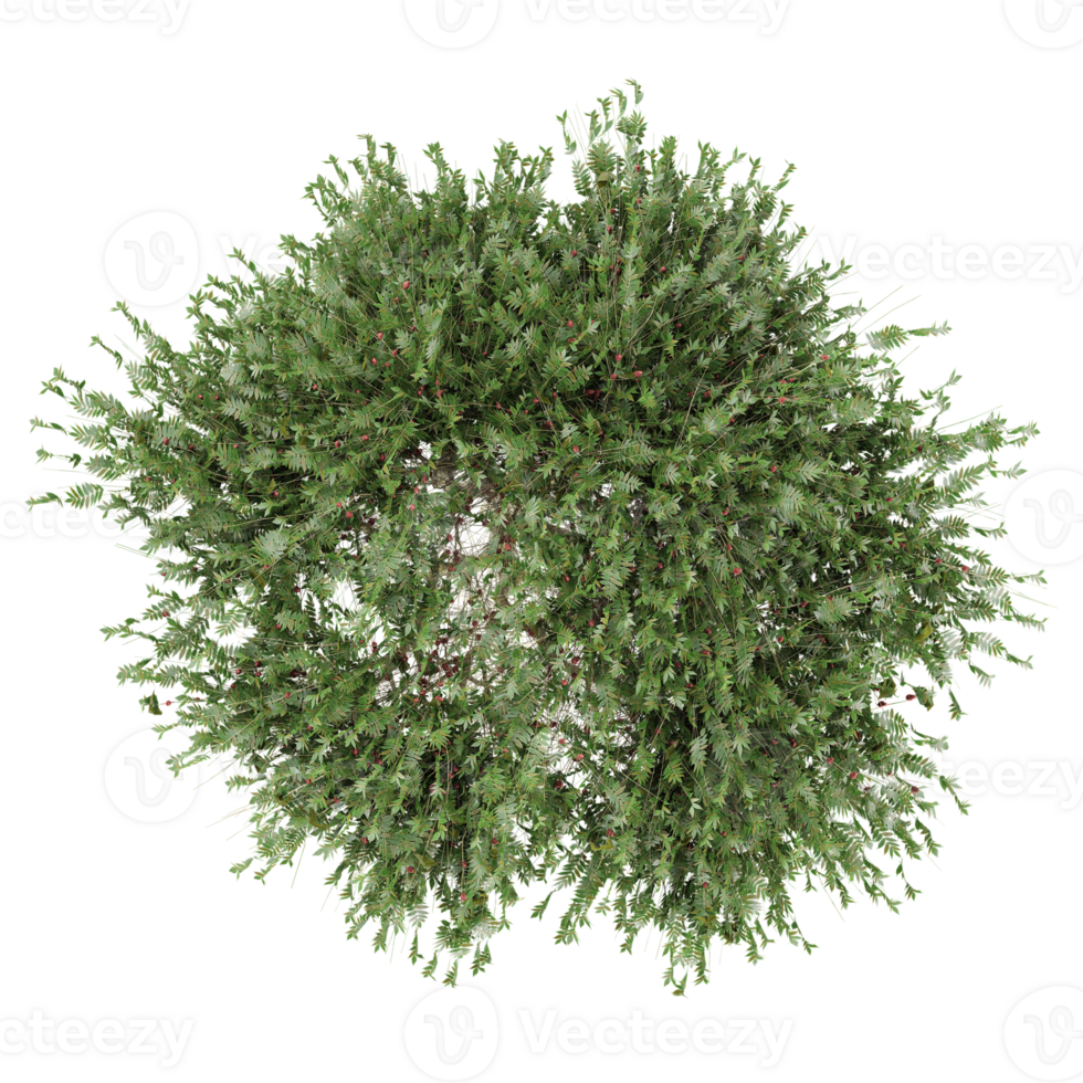 Myrtle plants isolated on transparent Canvas from the top view png