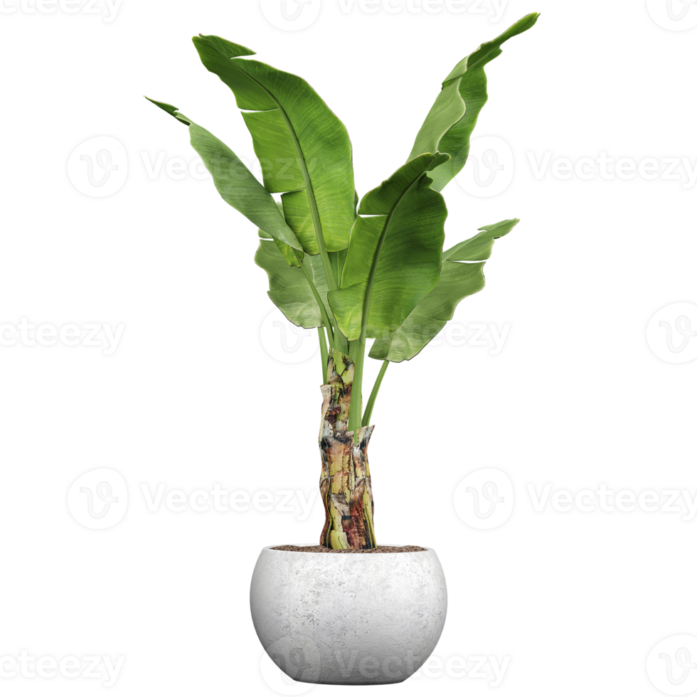 3d illustration of Musa paradisiaca tree isolated on transparent canvas png
