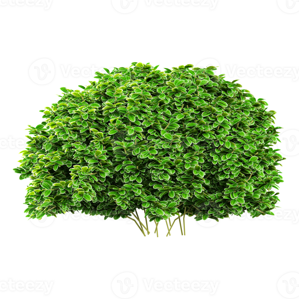3d illustration of Aglaia duperreana tree isolated on transparent canvas png