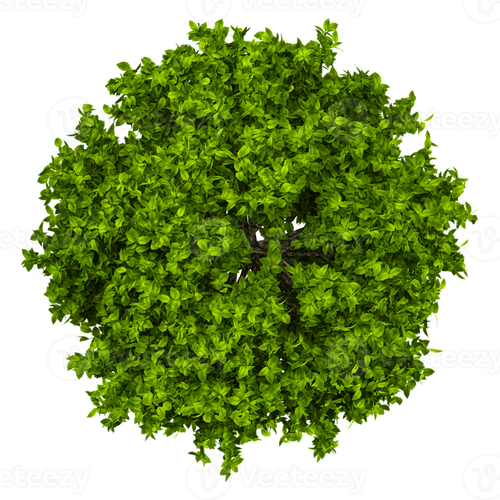 Collection of Box plants isolated on transparent Canvas from the top view png