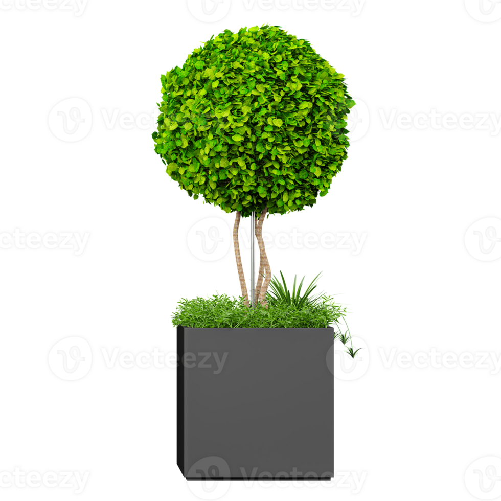 3d render of Common box tree isolated on transparent Canvas png