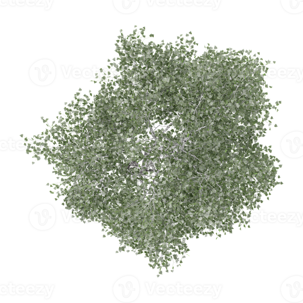 Top view of Olive tree isolated on transparent Canvas png