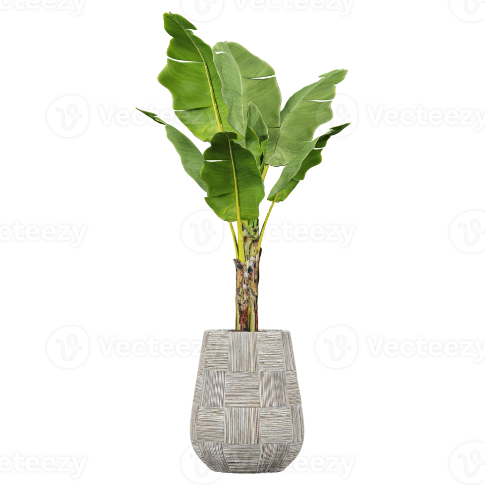 collection of Musa paradisiaca plant in planter isolated on transparent Canvas png