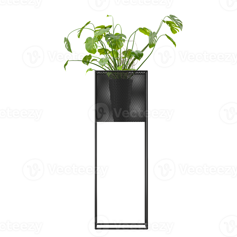 collection of Swiss cheese plant in planter isolated on transparent Canvas png