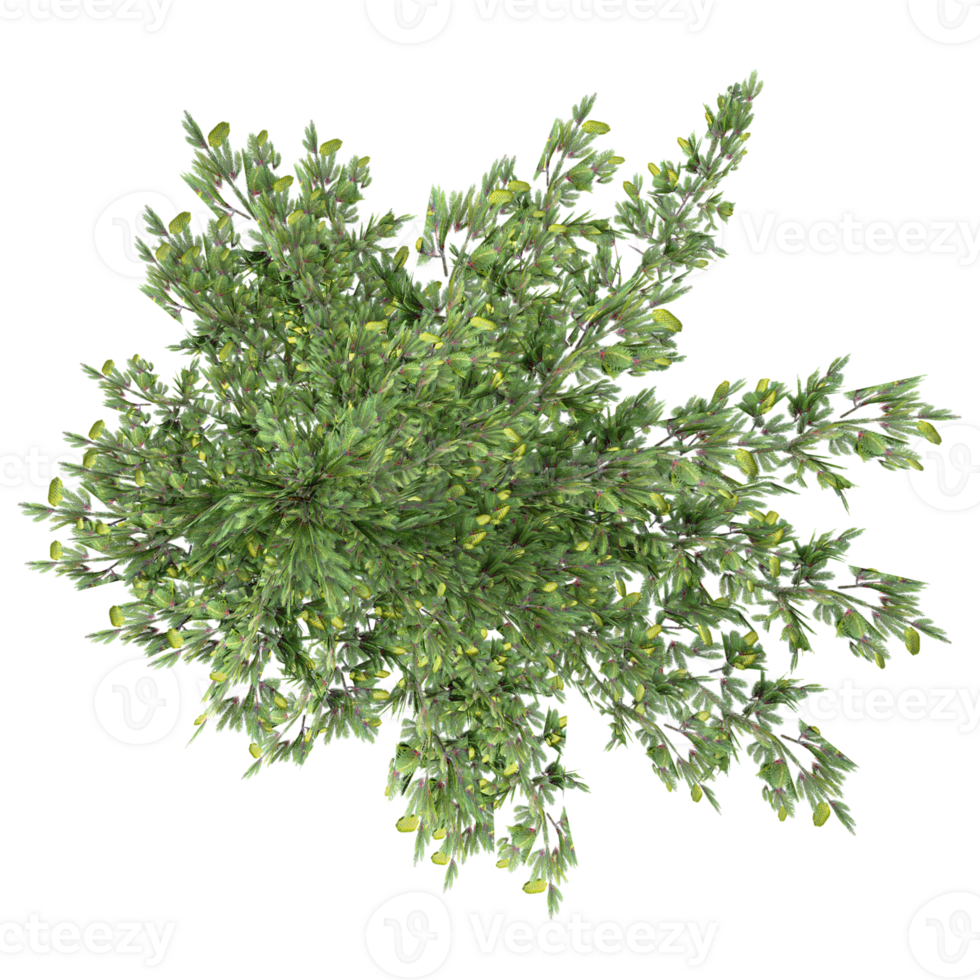 Top view of Acacia tree isolated on transparent Canvas png