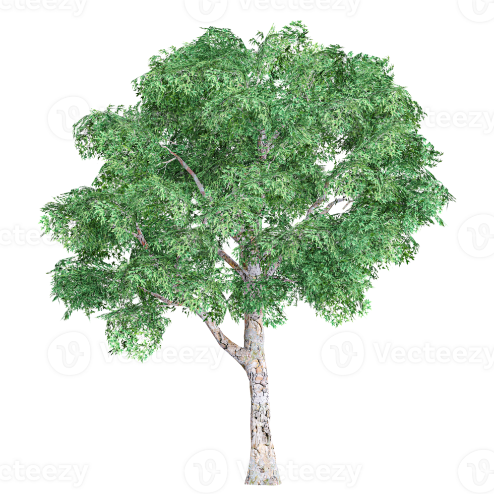 Beautiful shape of green Eucalyptus tree isolated on transparent Canvas png