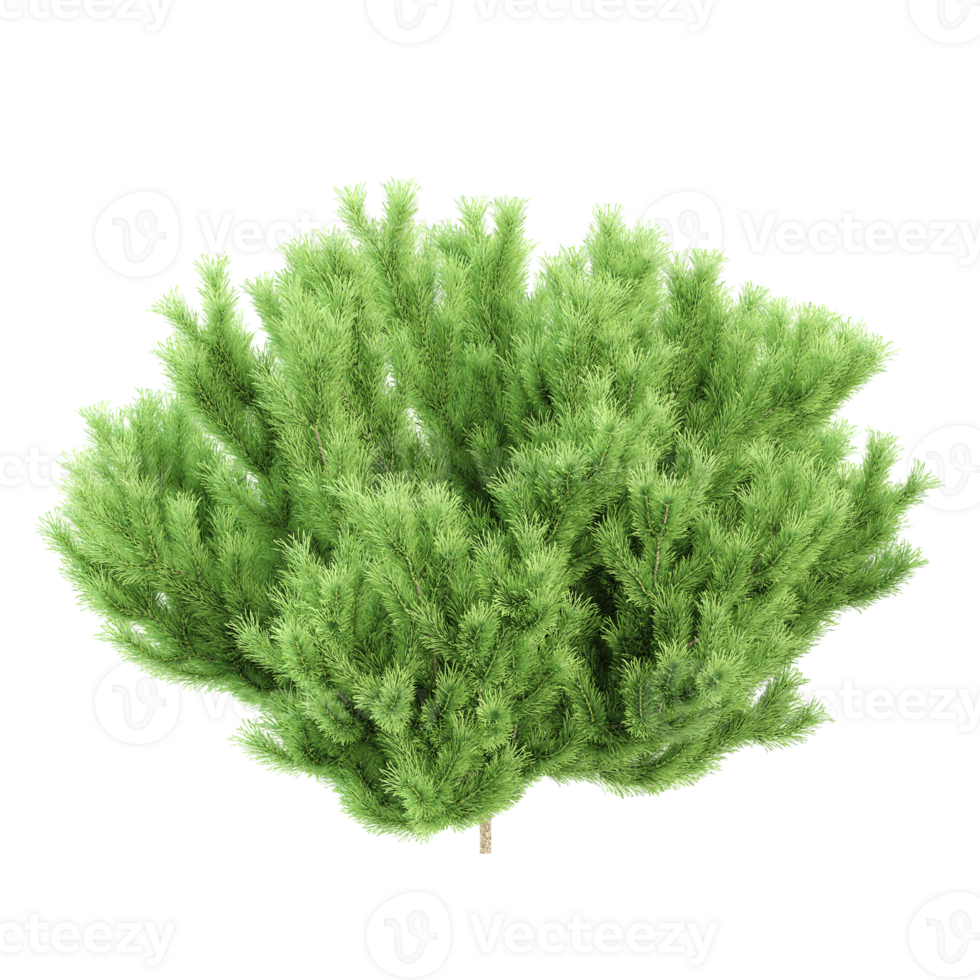 3d render of pine tree isolated on transparent Canvas png