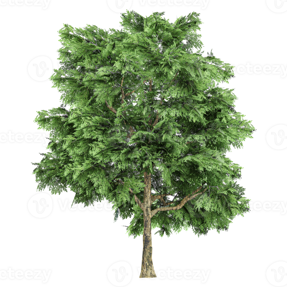 3d illustration of Elm tree isolated on transparent canvas png
