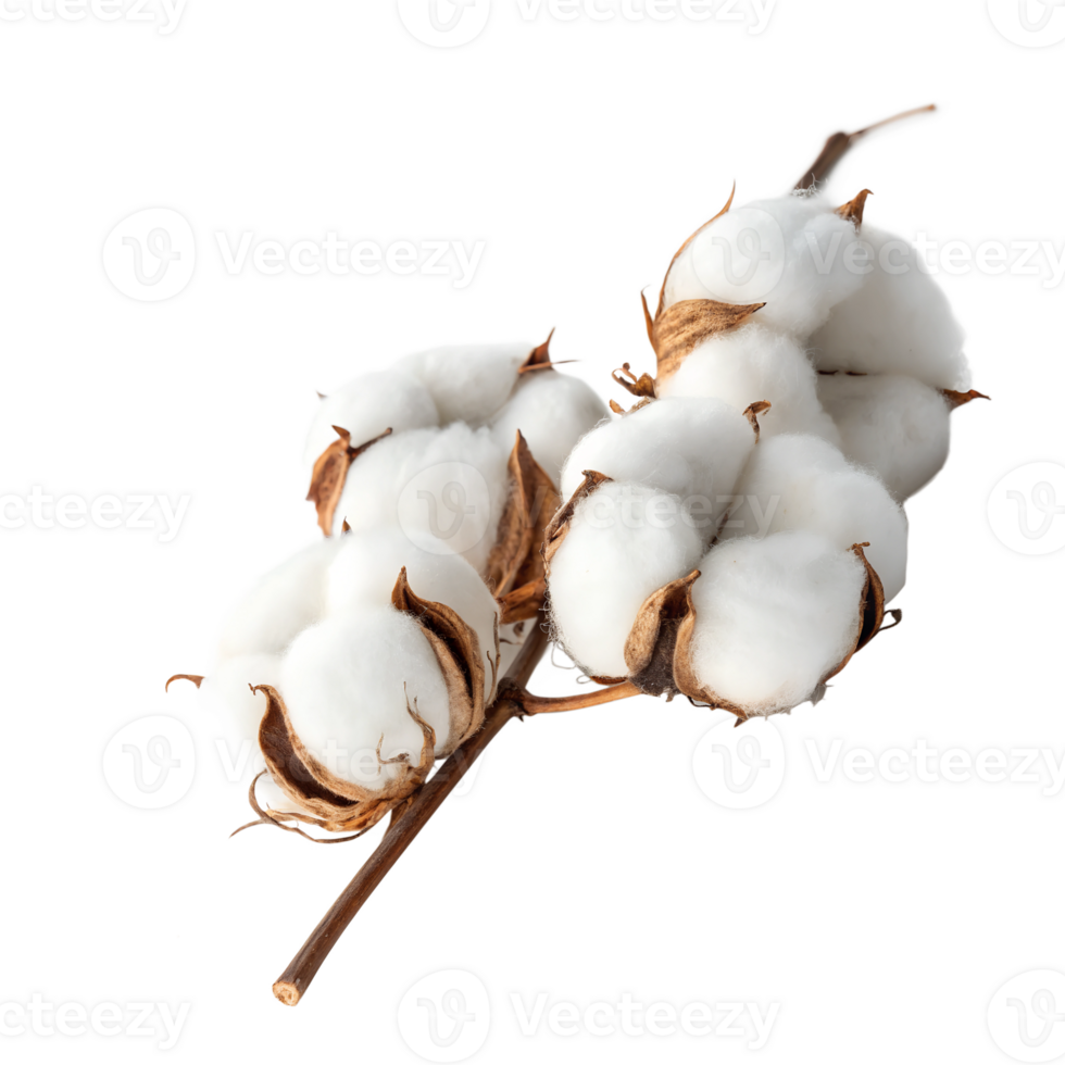 Cotton flowers hanging from a tree branch on a Transparent background png