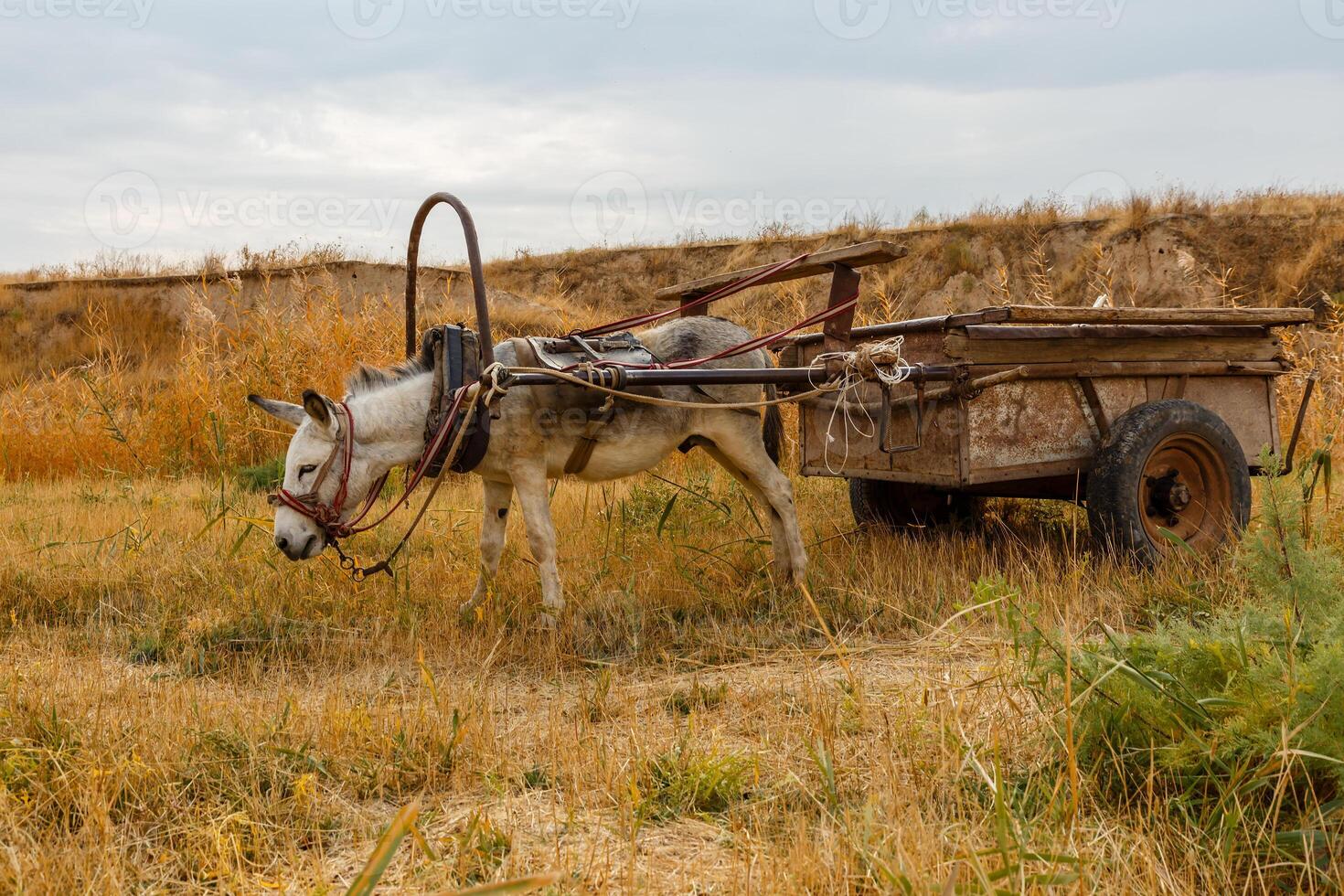 donkey harnessed to an iron cart stands in a meadow photo