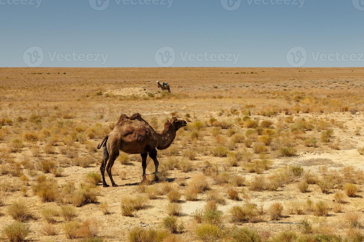 Bactrian camel, kazakhstan photo