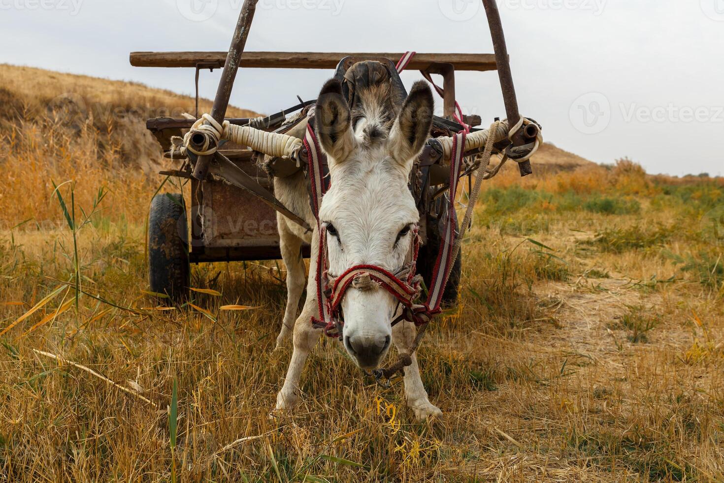 donkey with a cart in the field photo