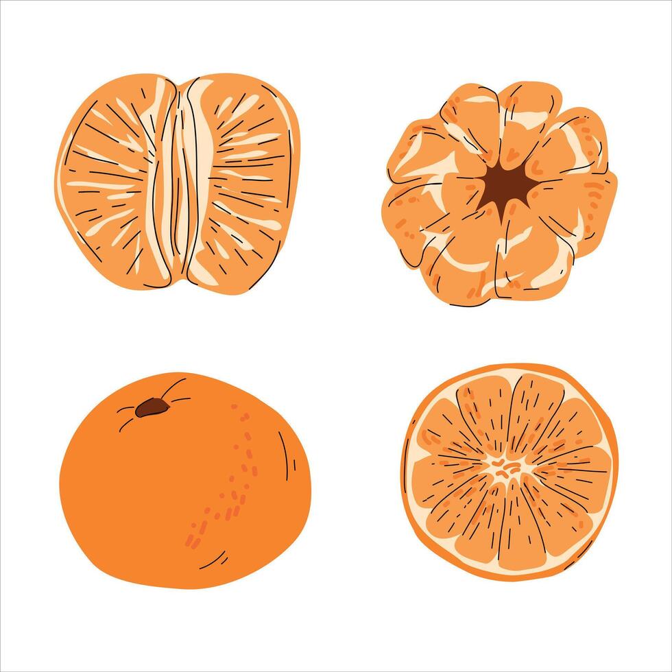 Hand-Drawn Tangerine Illustrations in Four Different Views vector