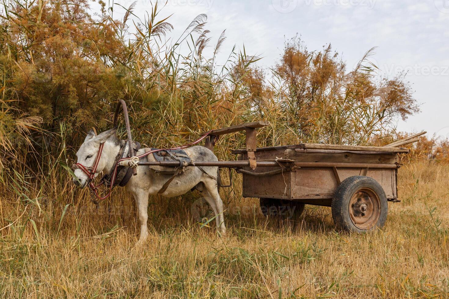 donkey with a cart resting near the bushes by the river photo