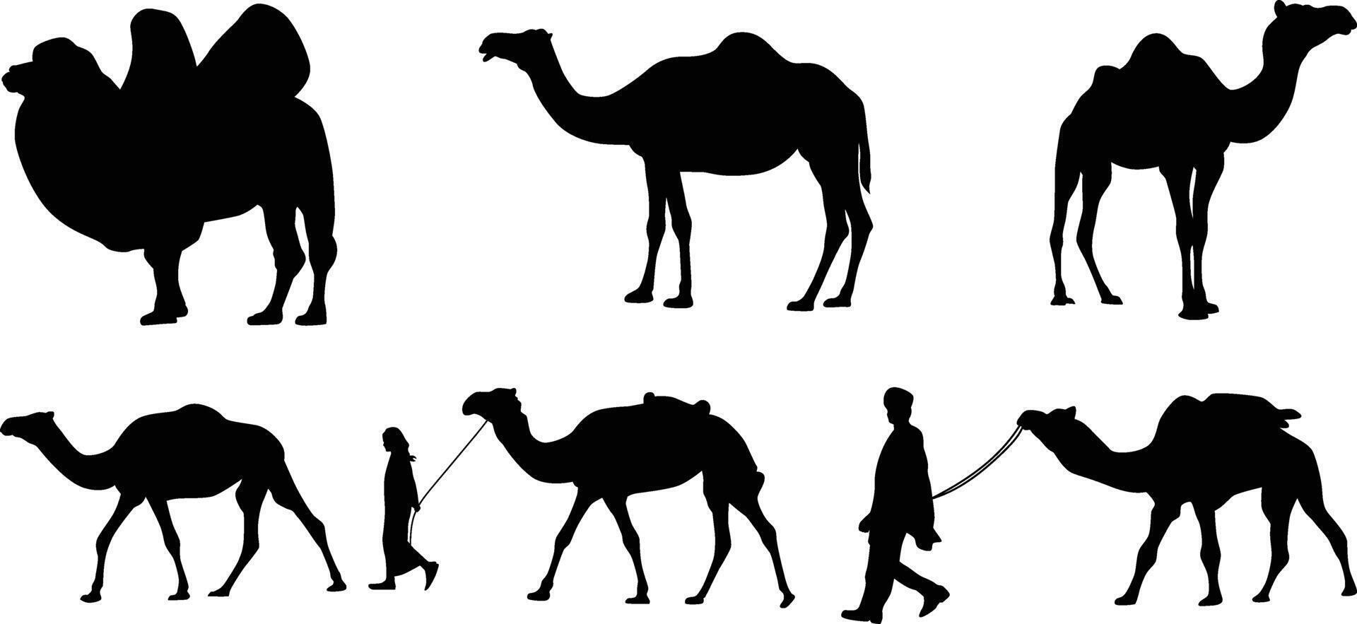 set of camel silhouettes illustration vector