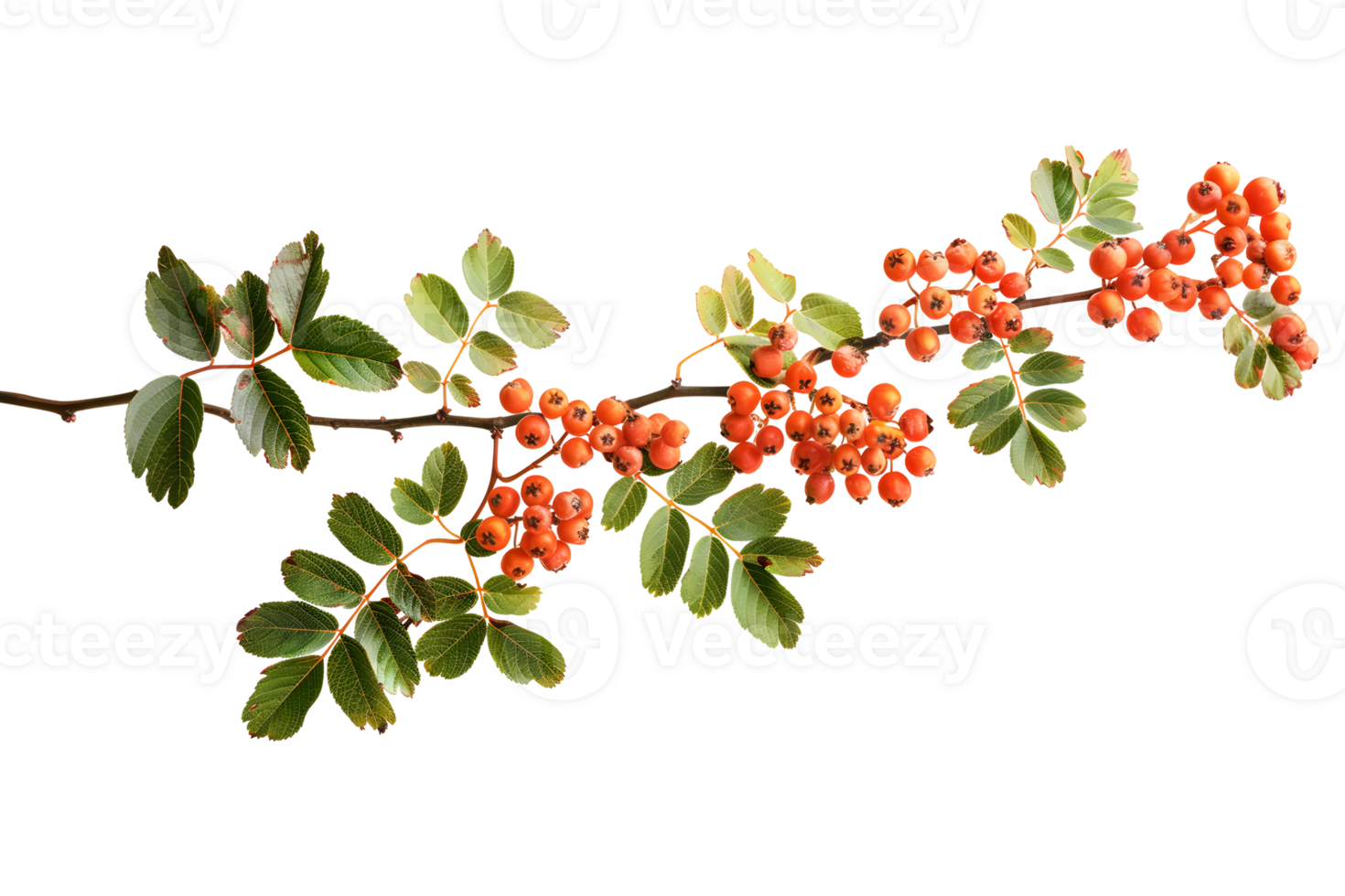 Rowanberry branch with berries and leaves isolated on transparent background. , cutout, clipart. png