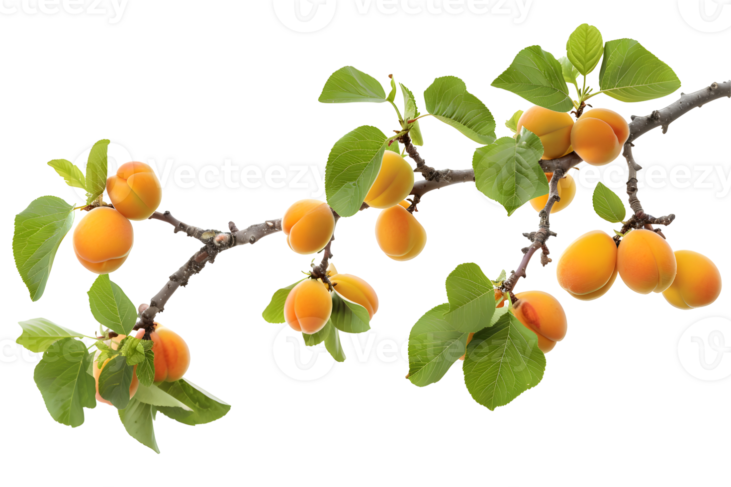 Apricot branch with fruits and leaves isolated on transparent background. , cutout. Ripe, sweet seasonal apricots fruitage clipart. png