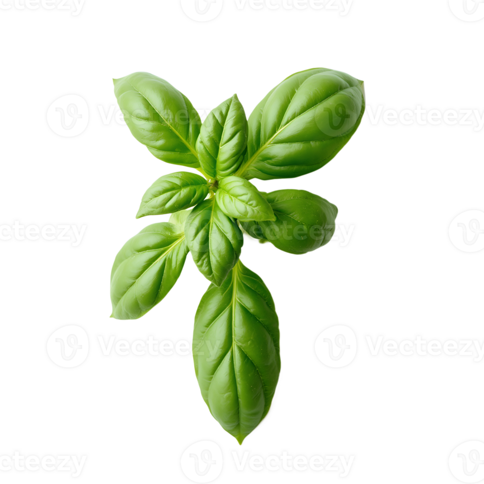 Fresh basil leaves arranged on a plain background showcasing their vibrant green color and unique texture. isolated on transparent or white background png