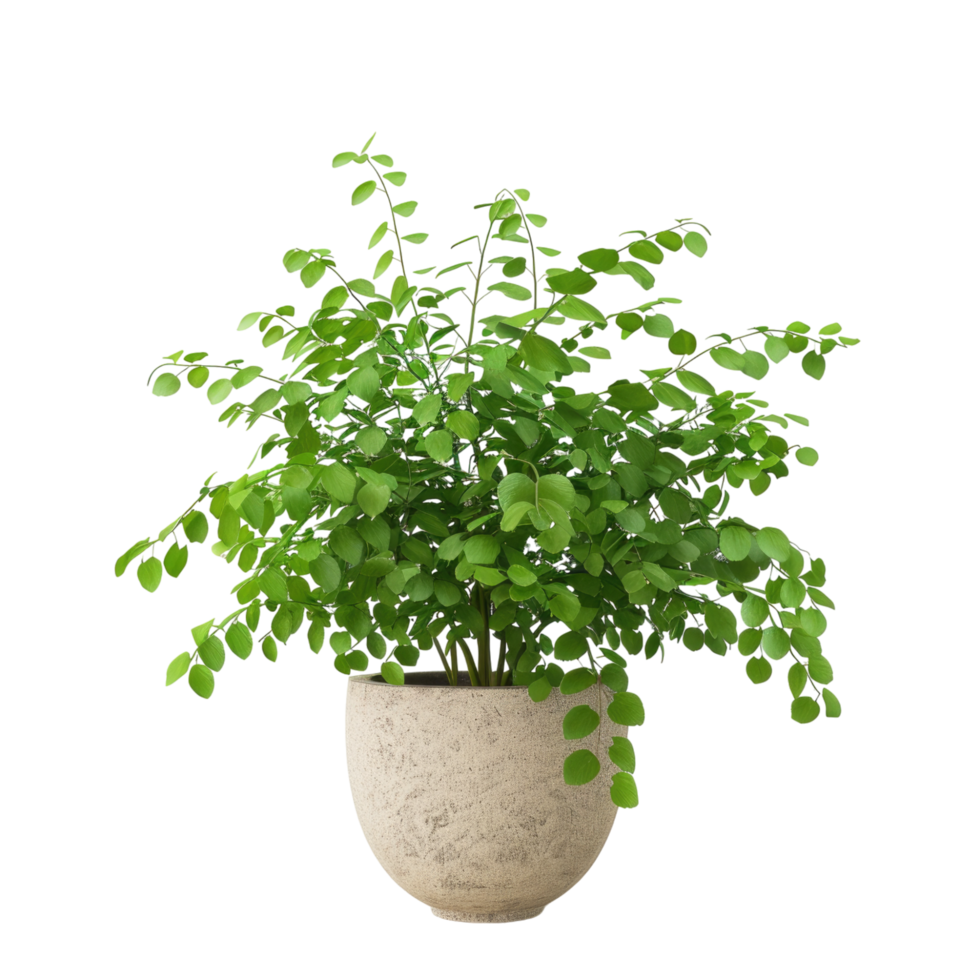 Houseplant maidenhair fern png
