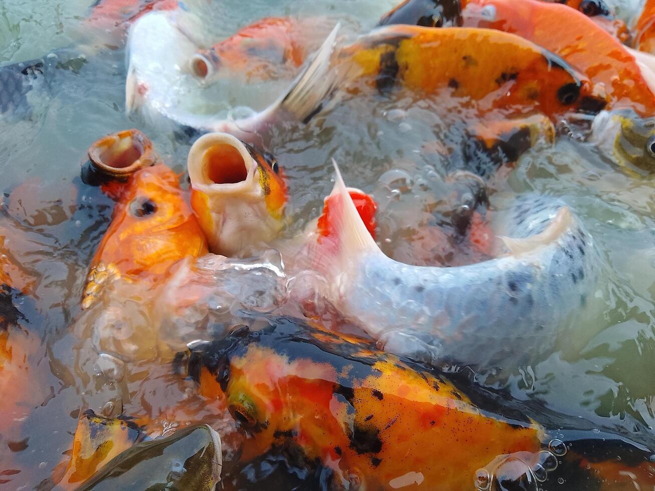Beautiful Blue Spot koi fish in the pond fighting for food photo