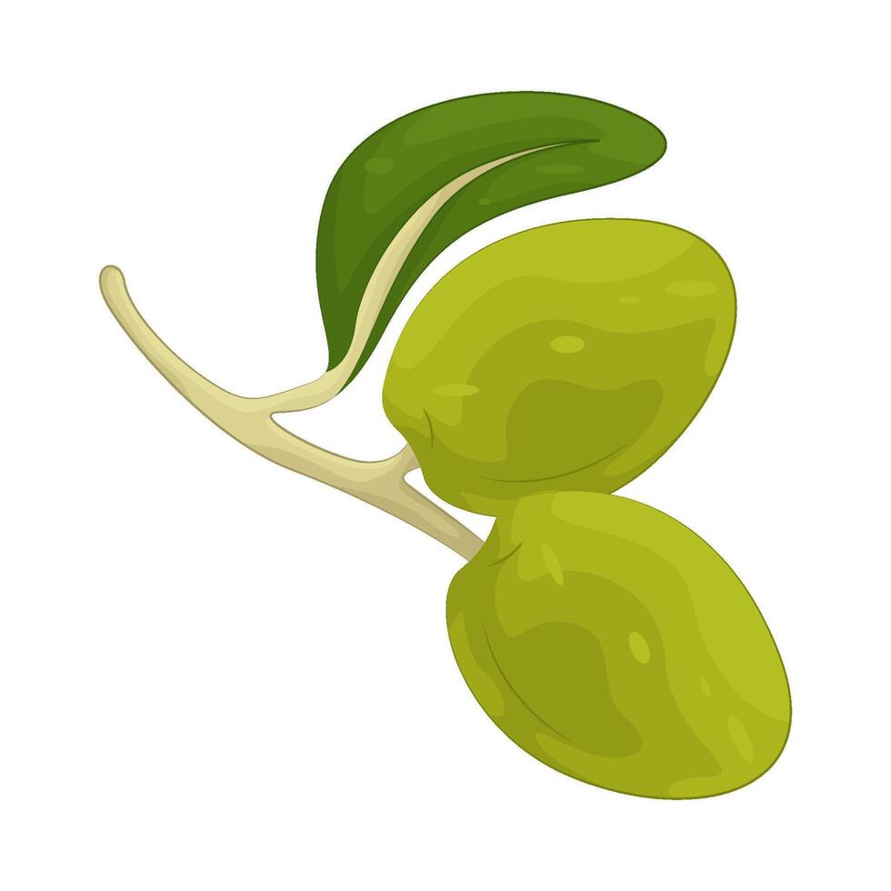 Illustration of olive branch vector