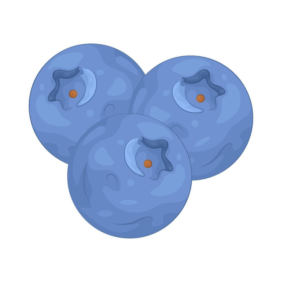 Illustration of blueberry vector