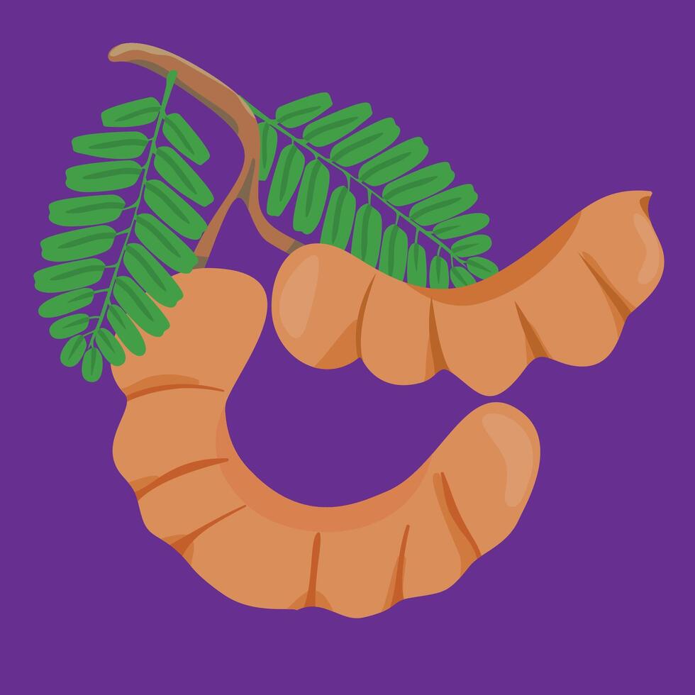 no cut tamarind full version asam jawa tropical exotic fruit flat design vector
