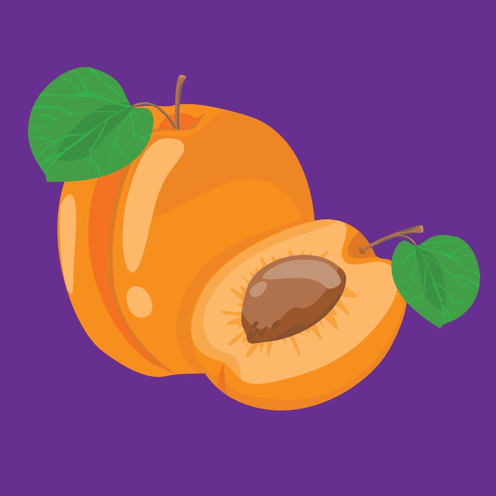 full and half apricot blossom flat design fresh fruit vector