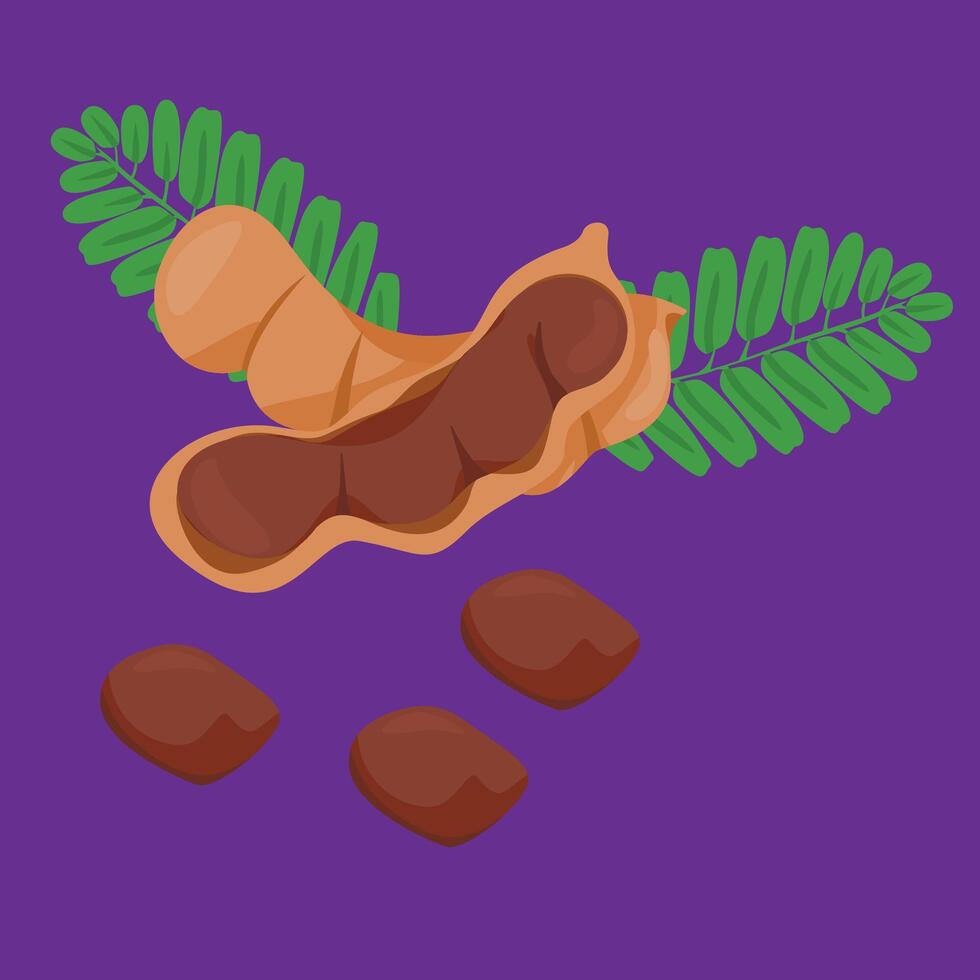 tamarind full version asam jawa tropical exotic fruit flat design vector