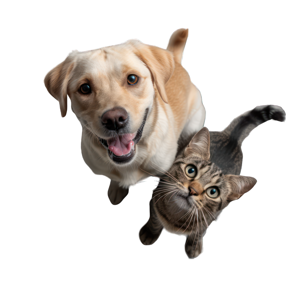 cat and dog looking upward transparent background png