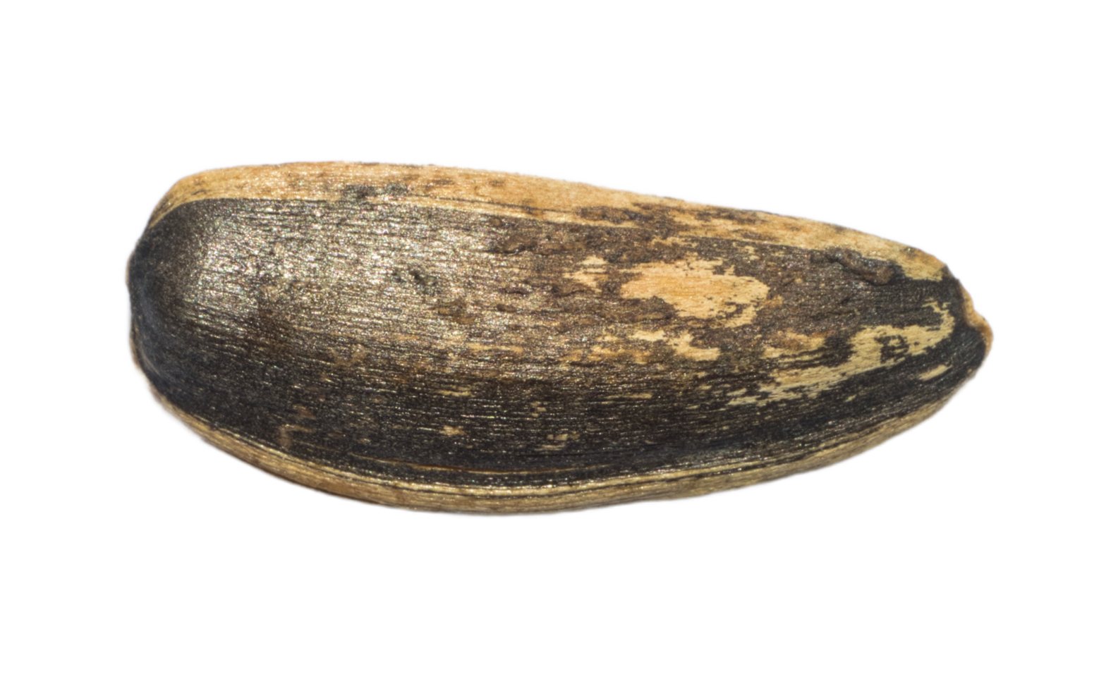 sunflower seed snack png
