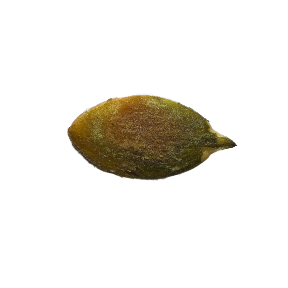 inside of a pumpkin seed png