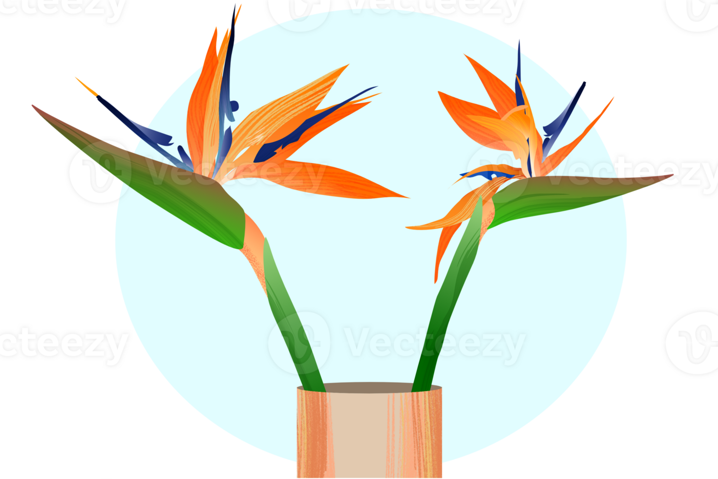 Double orange wildflower from South America in the vas or pot, isolated illustration element. illustration of tropical flower called crane flower, bird of paradise or strelitzia reginae. png