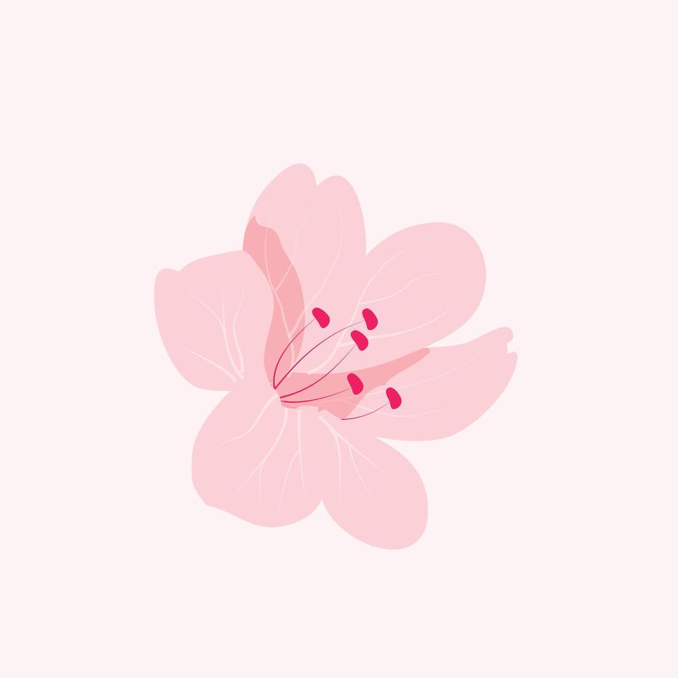 Pink sakura cherry flower blossoming, isolated on pink background vector