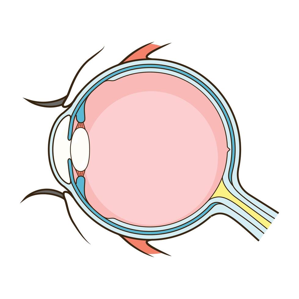 Human eye structure scheme medical illustration. Educational material vector