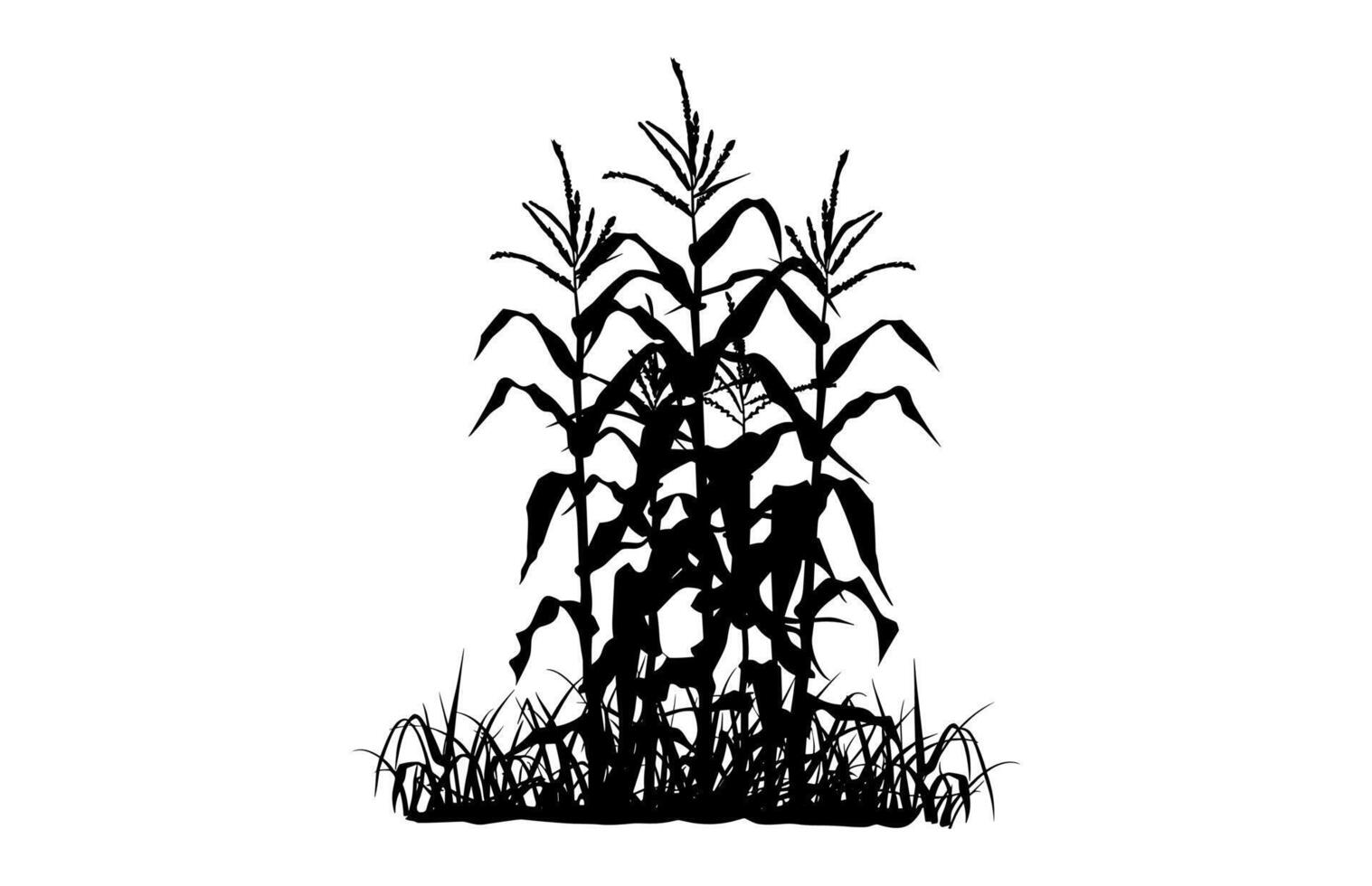 Corn Stalk Silhouette isolated on a white background vector