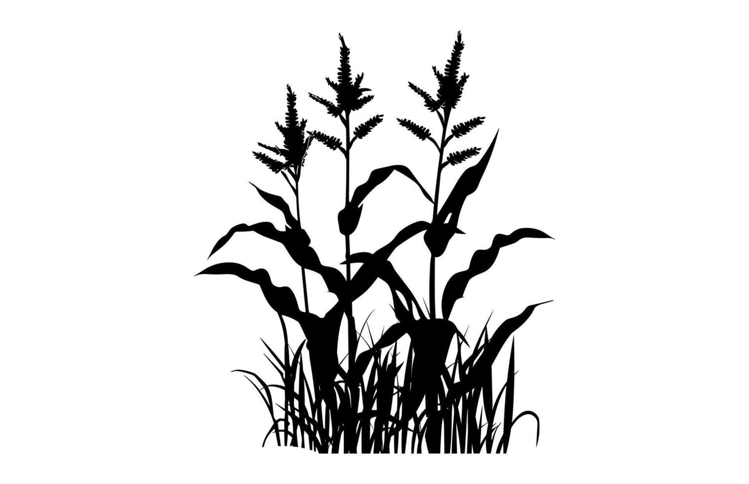 Corn Stalk Silhouette vector