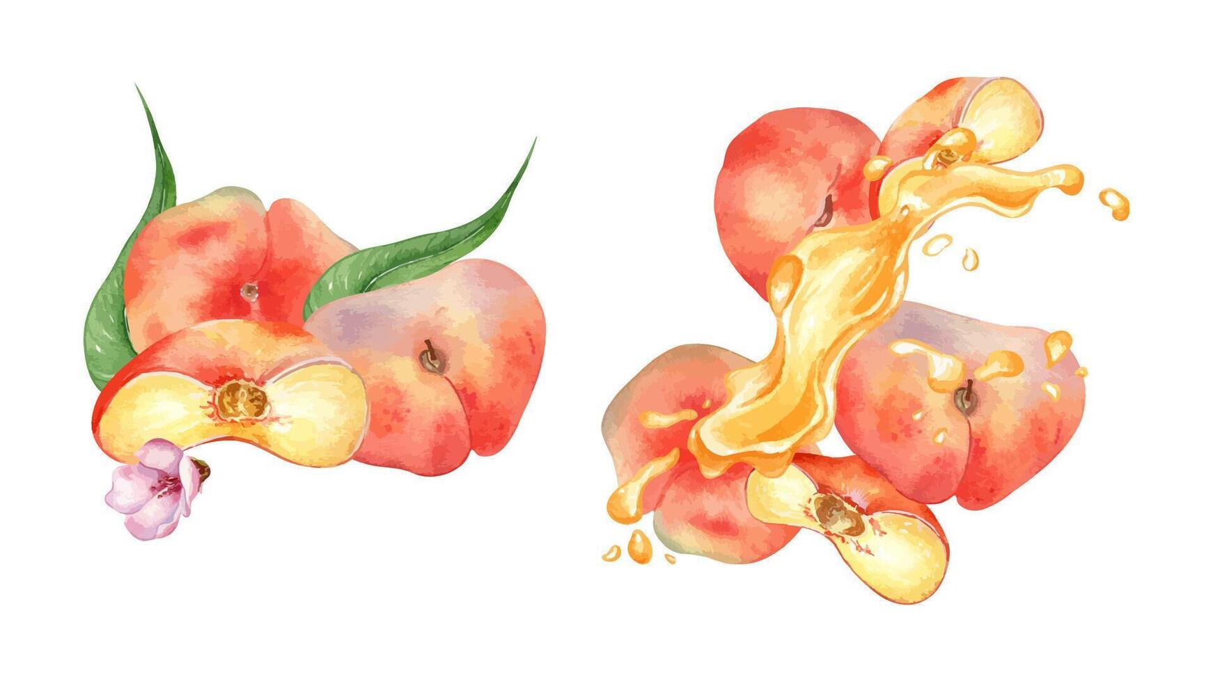 Watercolor set with peaches falling on air and splash juice isolated on white. Illustration fig peaches and fruits juice drops. Peach leaves hand drawn. Elements for package, product label, cosmetic vector