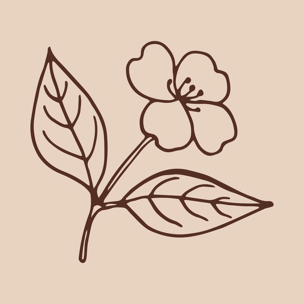 Flower of jasmine. Hand drawn illustration in outline style. vector