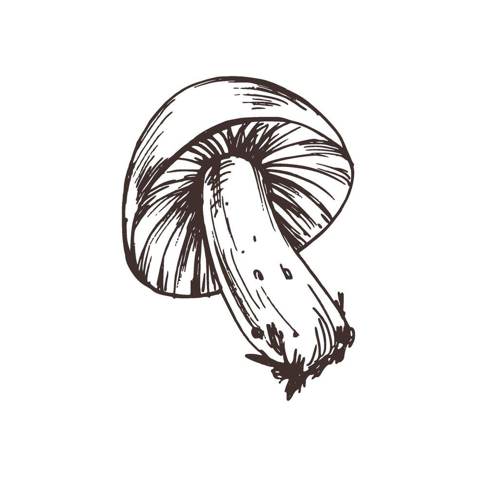 Russula mushroom with stems and bits of earth on them. Line art graphic hand drawn brown ink monochrome. Isolated EPS element illustration vector