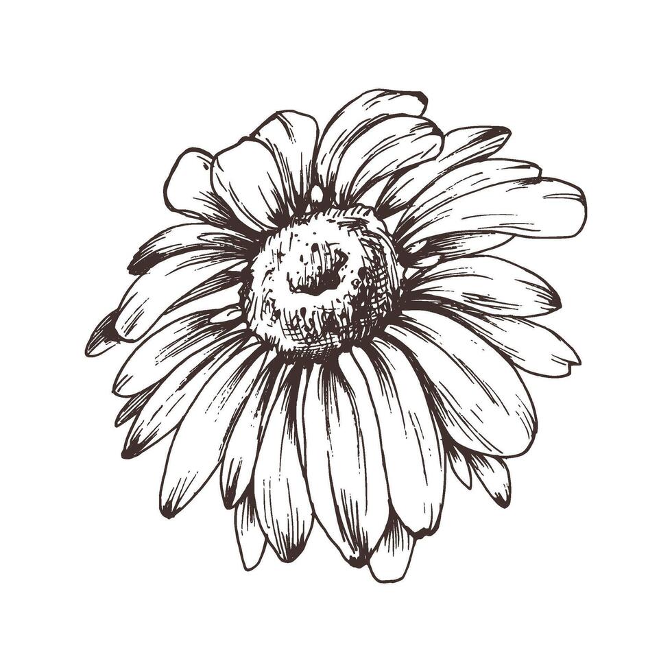 Autumn garden flowers rudbeckia single object. Line art graphic hand drawn brown ink monochrome. Isolated EPS element illustration vector
