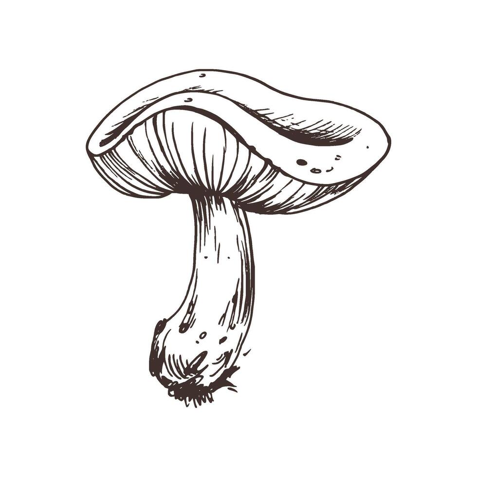 Russula mushroom with stems and bits of earth on them. Line art graphic hand drawn brown ink monochrome. Isolated EPS element illustration vector